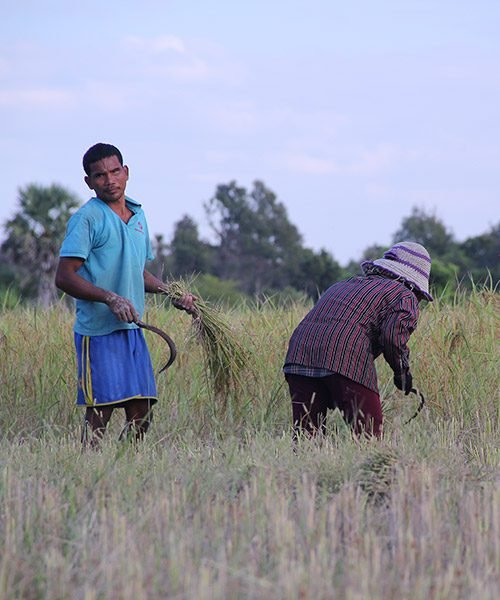 cambodia-rice-field